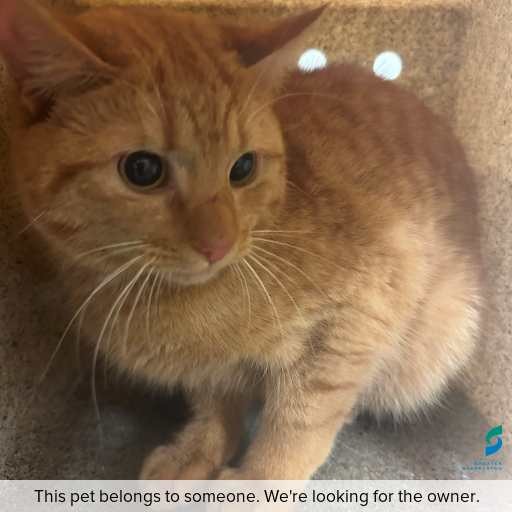 Photo of cat with ID of : C250867.