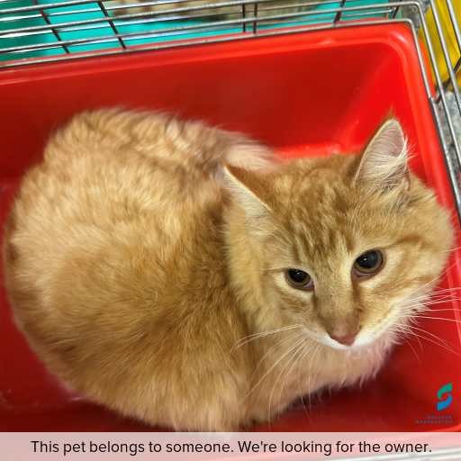 Photo of cat with ID of : C250869.