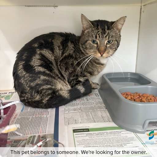 Photo of cat with ID of : C250871.