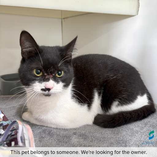 Photo of cat with ID of : C250872.