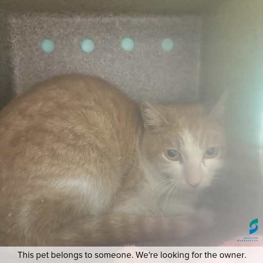 Photo of cat with ID of : C250873.