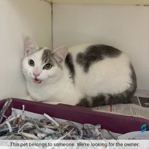 Photo of cat with ID of : C250874.