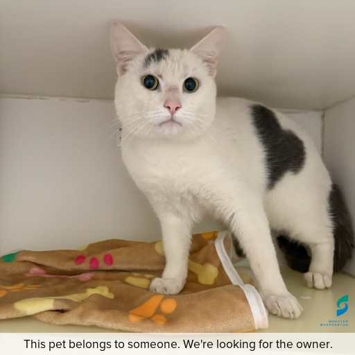Photo of cat with ID of : C250883.