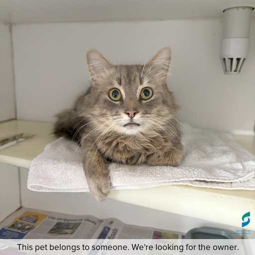 Photo of cat with ID of : C250884.