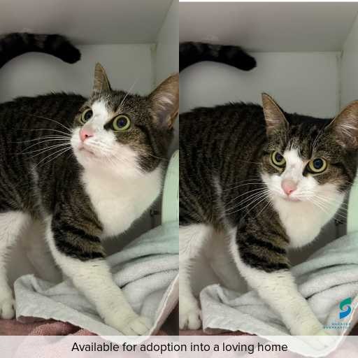 Photo of cat with ID of : C250970.