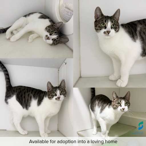 Photo of cat with ID of : C250979.