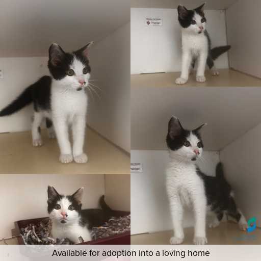 Photo of cat with ID of : C251104.