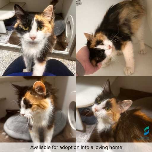 Photo of cat with ID of : C251174.