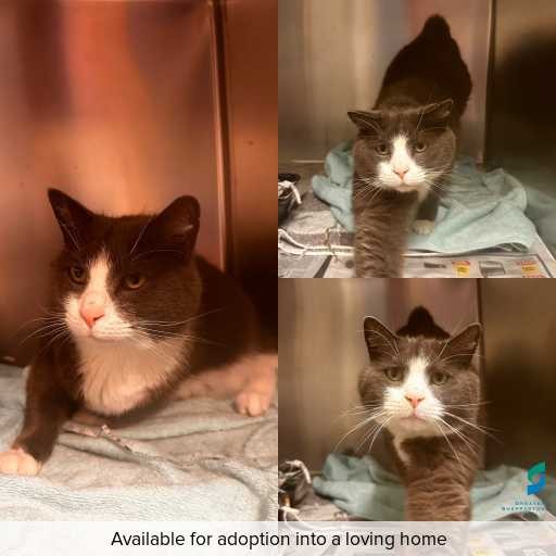 Photo of cat with ID of : C251240.