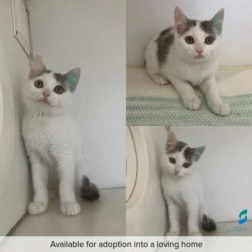 Photo of cat with ID of : C251254.