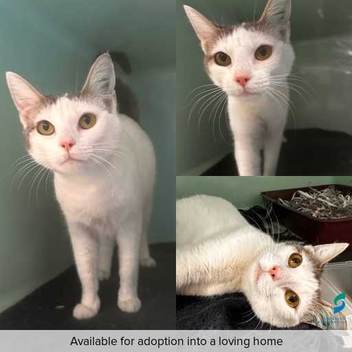 Photo of cat with ID of : C251299.