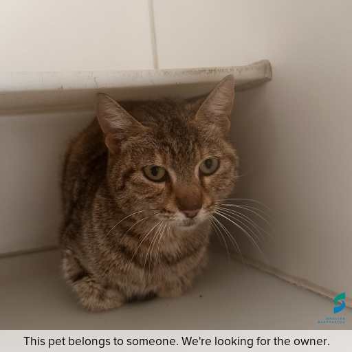 Photo of cat with ID of : C251317.
