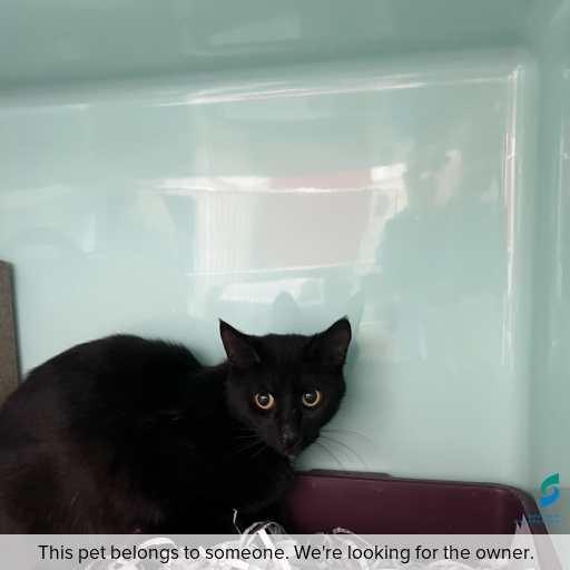 Photo of cat with ID of : C251322.