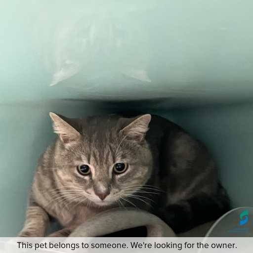 Photo of cat with ID of : C251323.