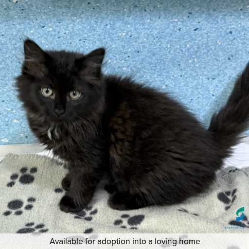 Photo of cat with ID of : C260022.