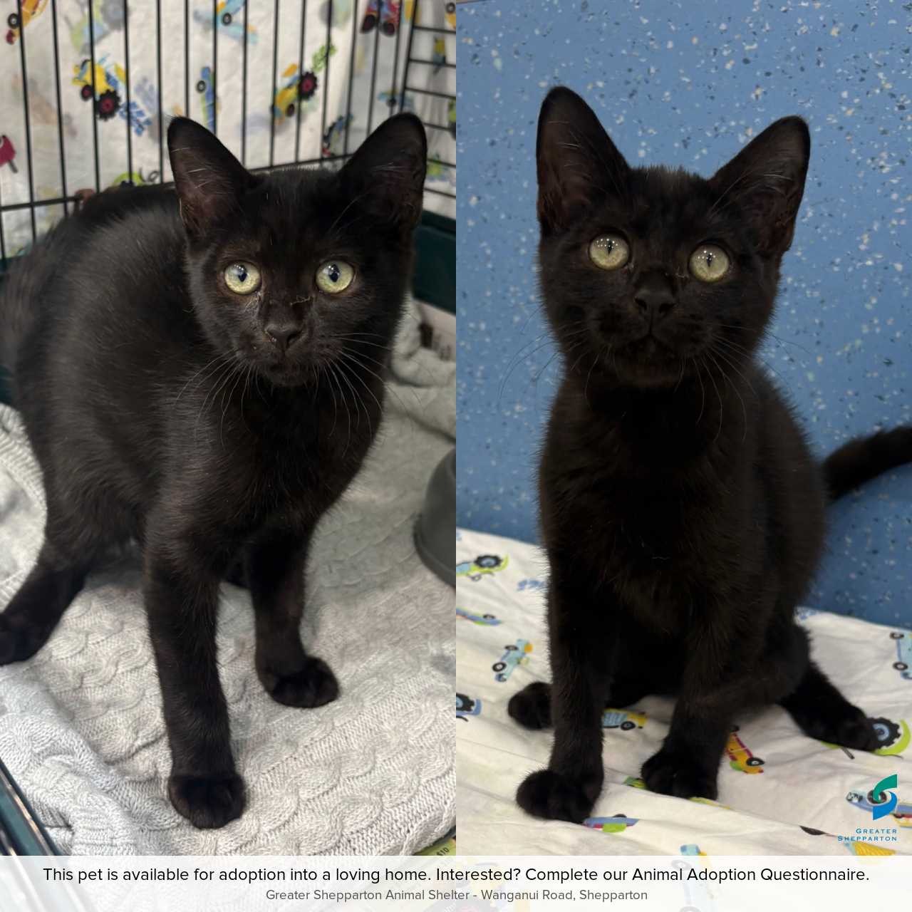 C260306 Sooty