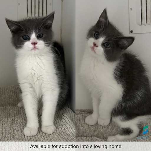 Photo of cat with ID of : C260390.