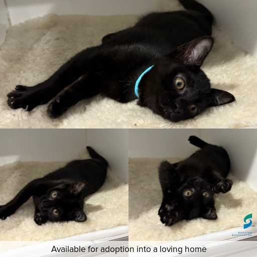 Photo of cat with ID of : C260397.