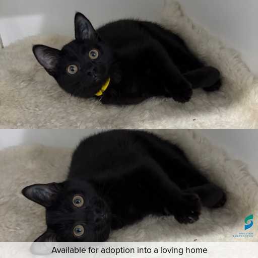 Photo of cat with ID of : C260398.