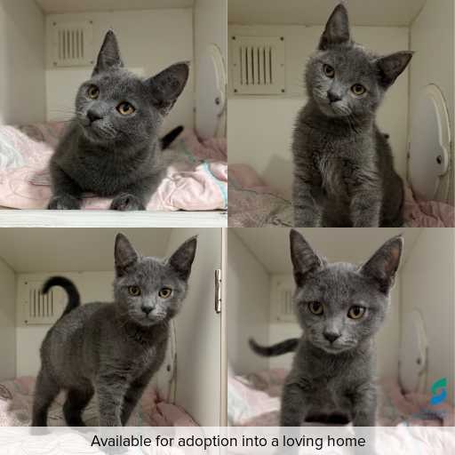 Photo of cat with ID of : C260403.