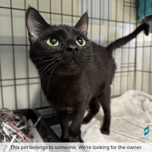 Photo of cat with ID of : C260458.