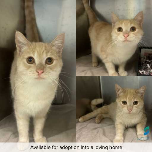 Photo of cat with ID of : C260578.