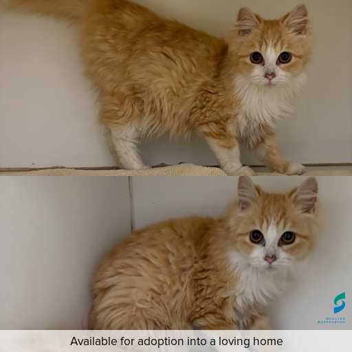 Photo of cat with ID of : C260569.
