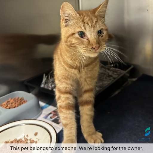 Photo of cat with ID of : C260586.