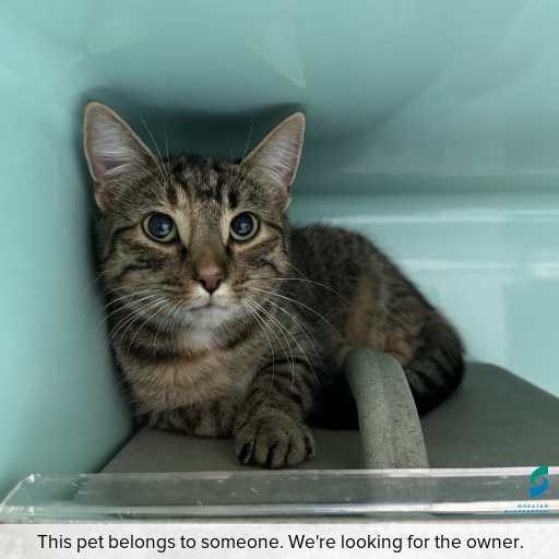 Photo of cat with ID of : C260587.