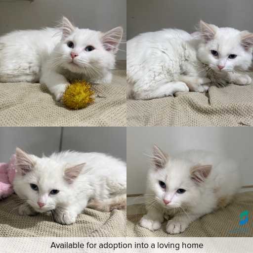 Photo of cat with ID of : C260592.