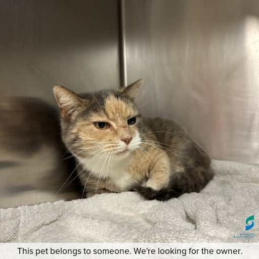 Photo of cat with ID of : C260597.