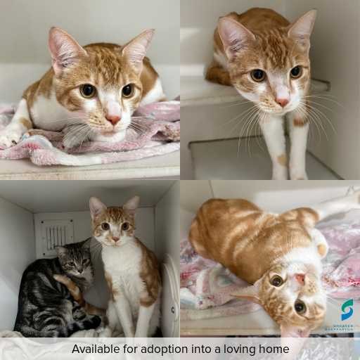 Photo of cat with ID of : C260628.