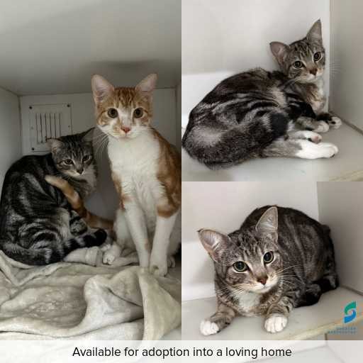 Photo of cat with ID of : C260629.