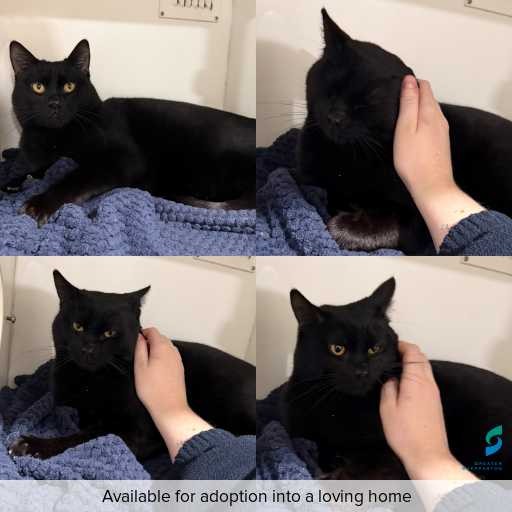 Photo of cat with ID of : C260635.