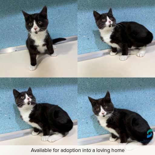 Photo of cat with ID of : C260661.