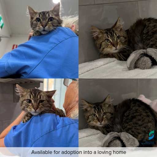 Photo of cat with ID of : C260666.