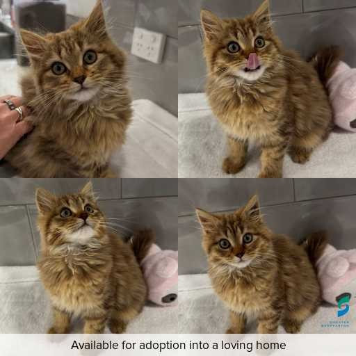 Photo of cat with ID of : C260685.