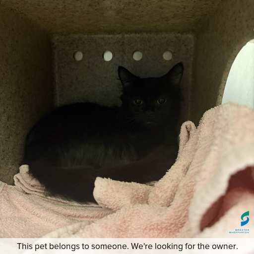 Photo of cat with ID of : C260721.