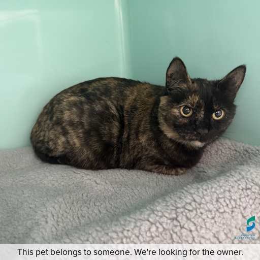Photo of cat with ID of : C260724.
