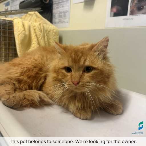 Photo of cat with ID of : C260726.