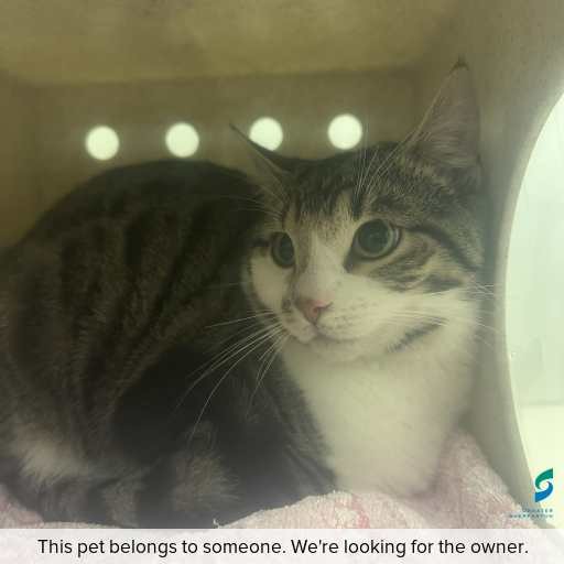 Photo of cat with ID of : C260729.