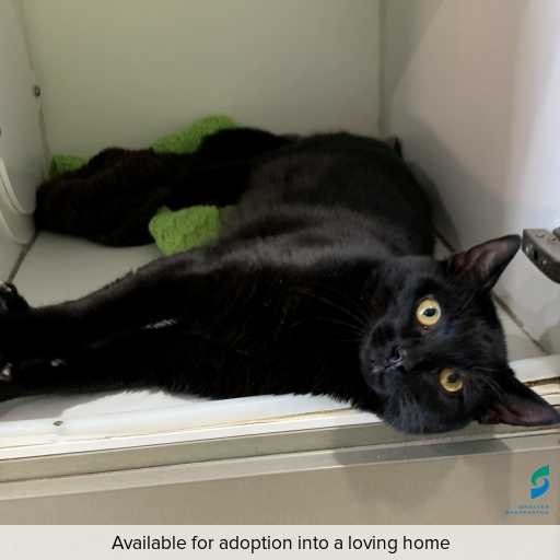 Photo of cat with ID of : C250625.