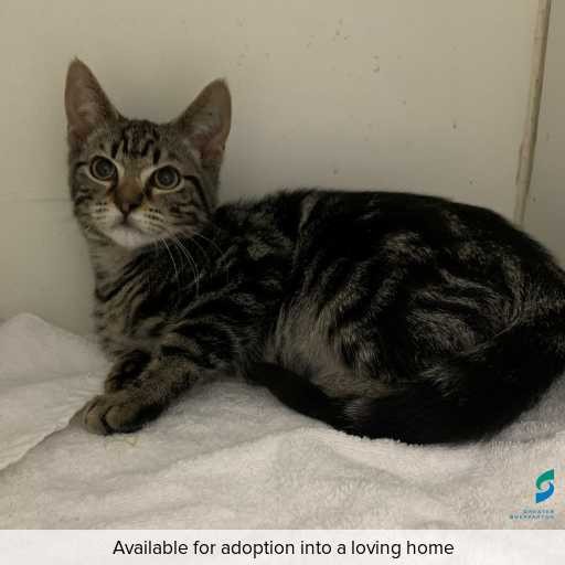 Photo of cat with ID of : C250668.