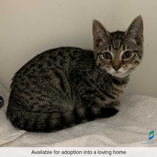 Photo of cat with ID of : C250669.