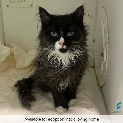 Photo of cat with ID of : C250673.