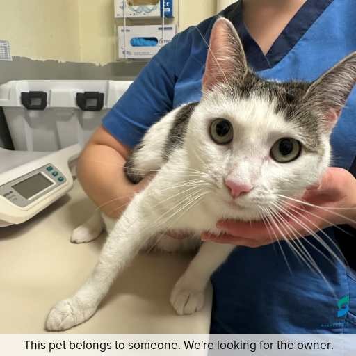 Photo of cat with ID of : C250748.