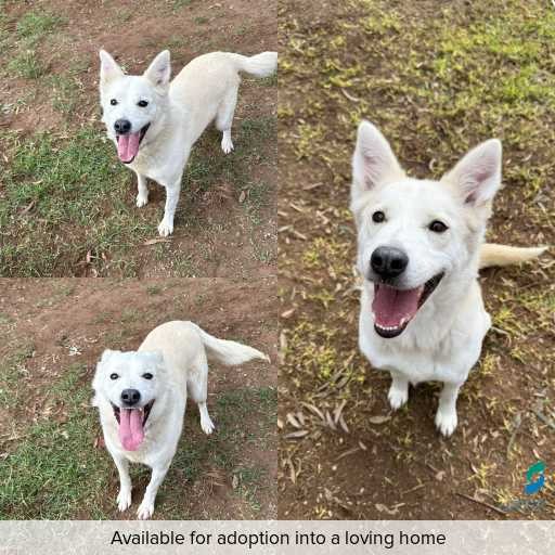 Photo of dog with ID of : D250270.