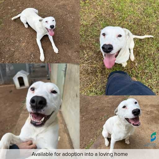 Photo of dog with ID of : D250297.