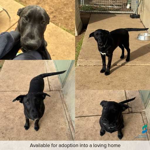 Photo of dog with ID of : D250305.
