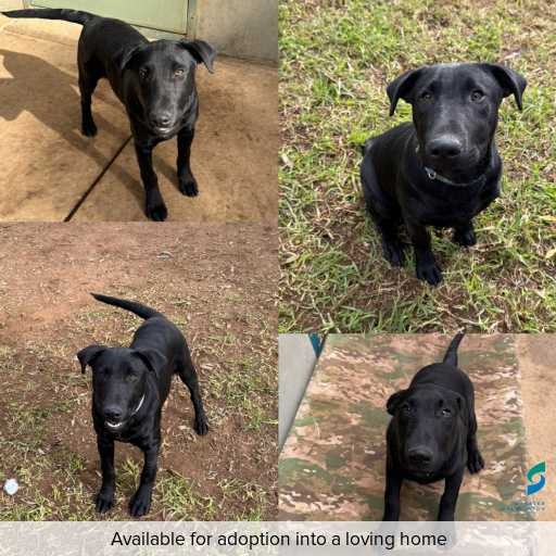 Photo of dog with ID of : D250306.